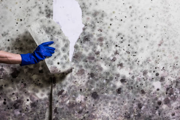 Best Black Mold Remediation in Hanover, PA
